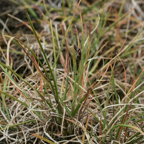 B 006 Carex subspathaceae